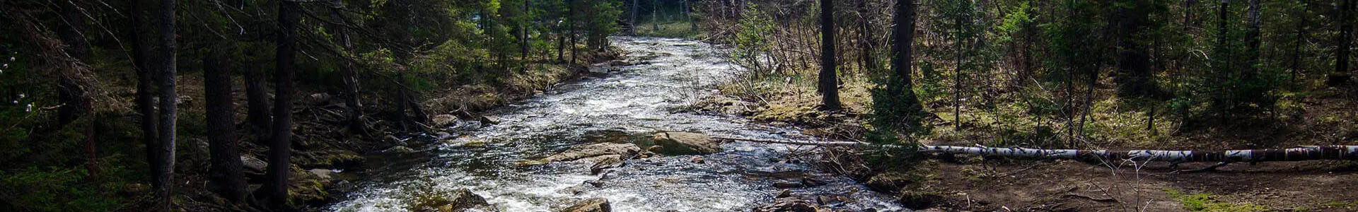 A calm stream flowing through a forest