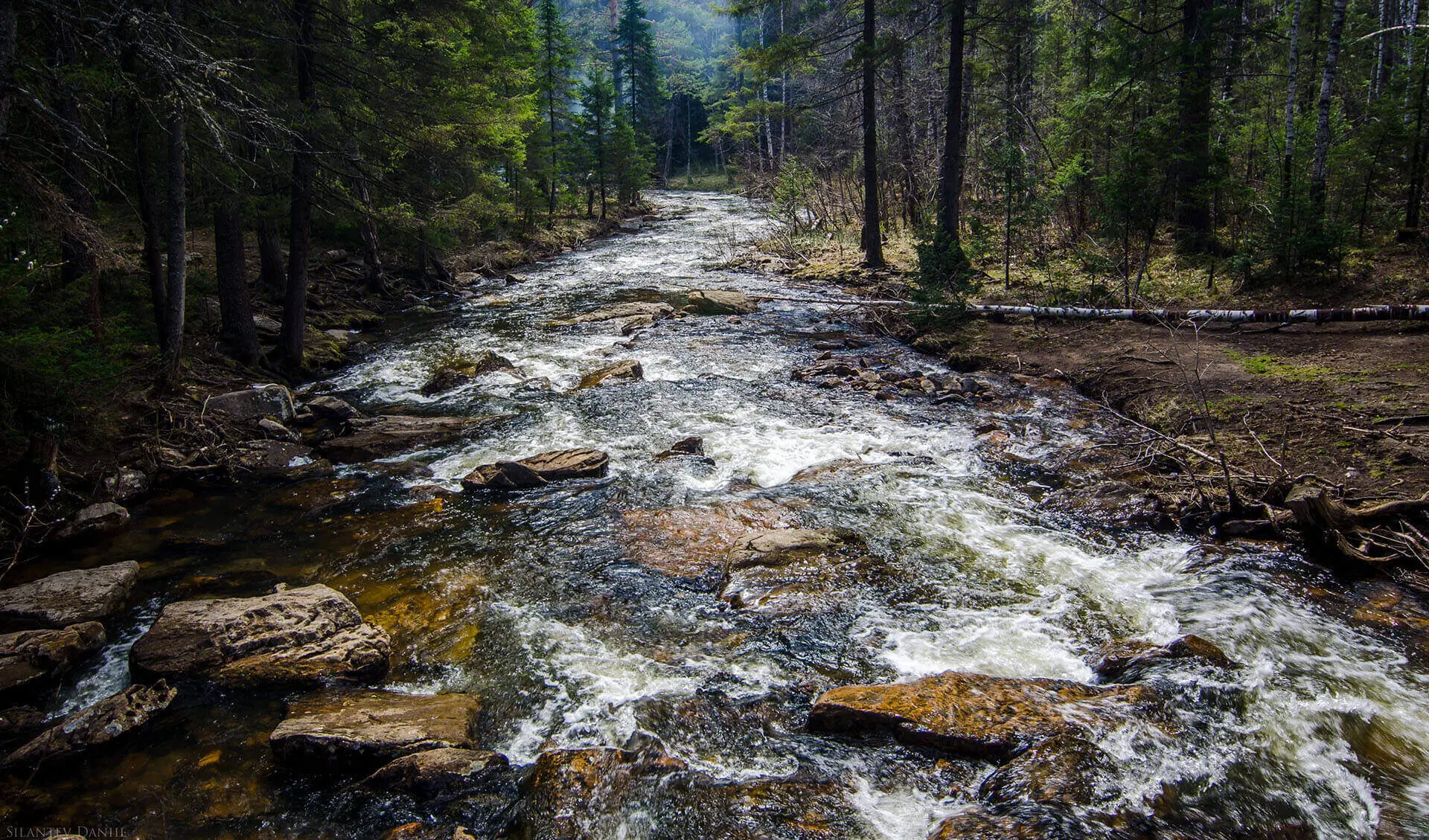 Peaceful stream running through a forest.